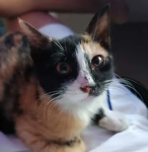 /animals/dorito.webp
