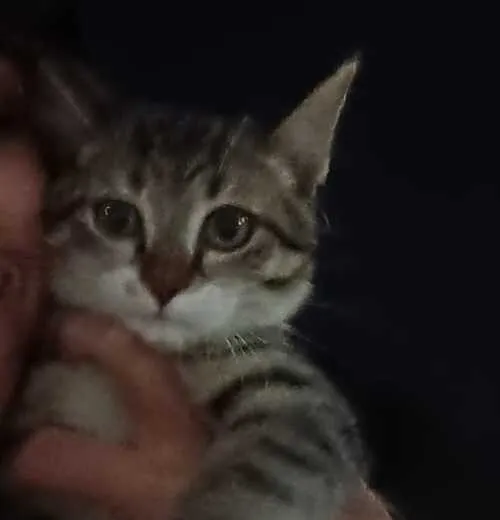 /animals/klingon.webp