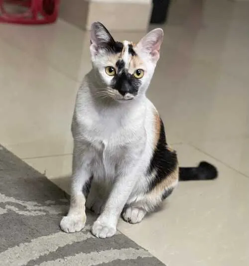 /animals/mia.webp