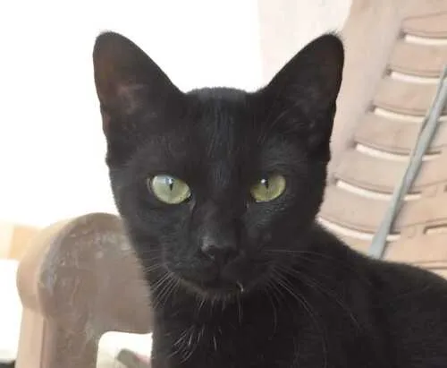 /animals/onyx.webp