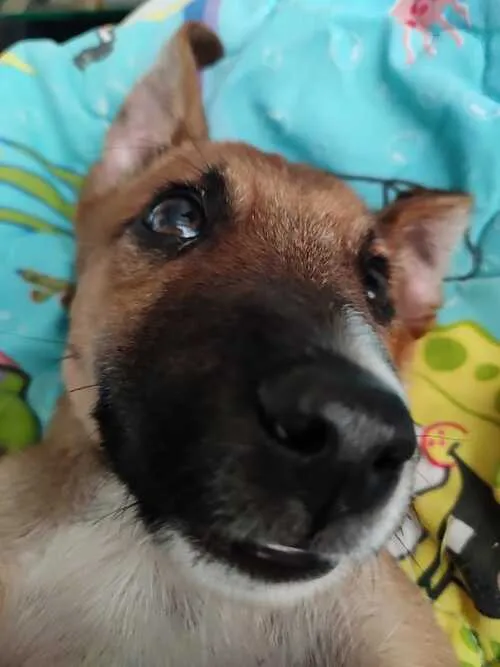/animals/scooby.webp